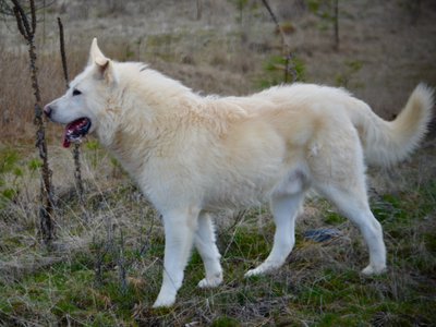 Everest - 1 year old - 1