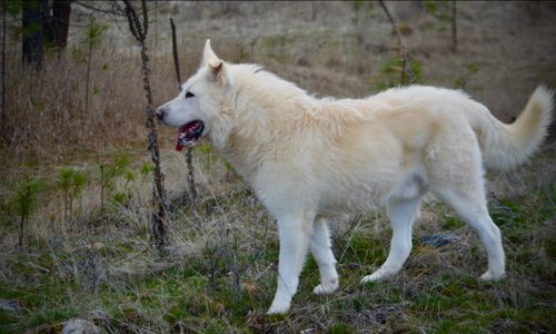 Everest - 1 year old - 1