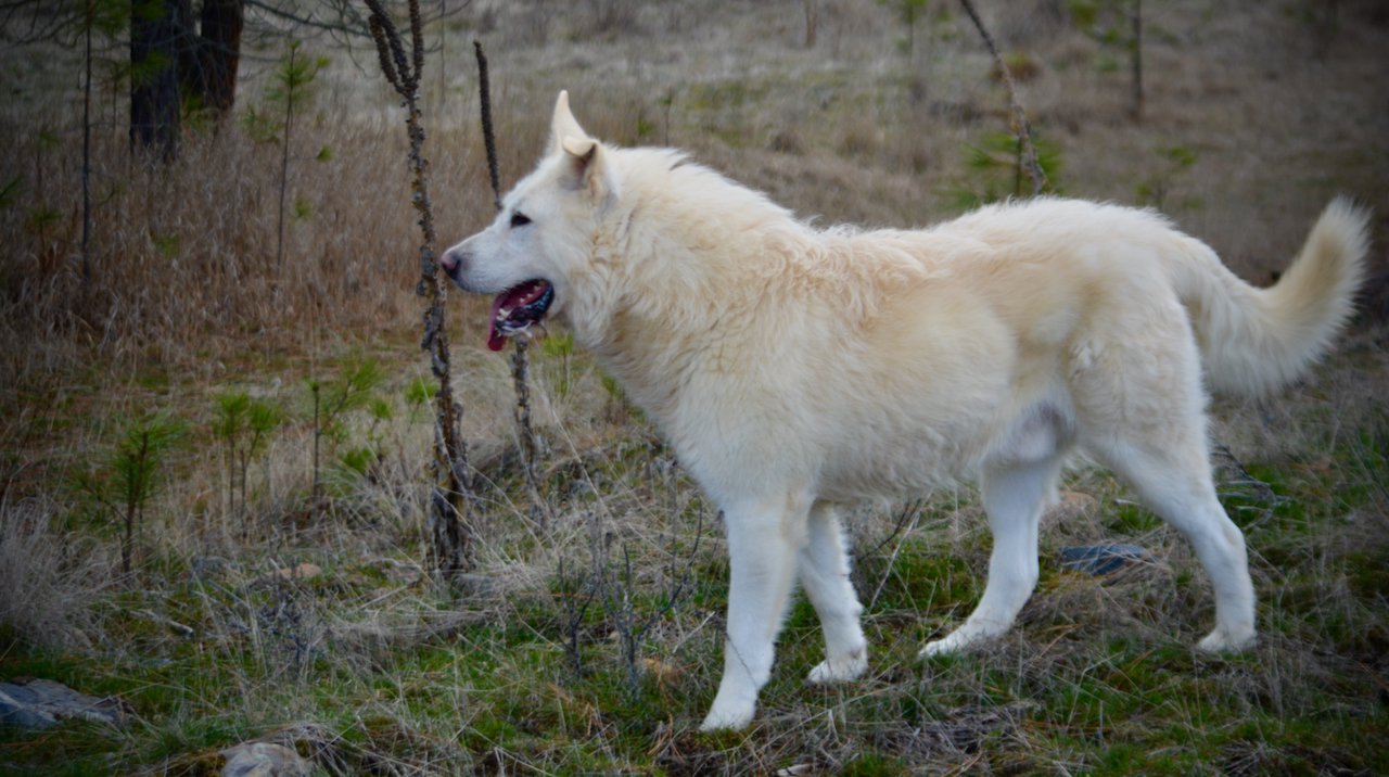 Everest - 1 year old - 1