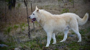 Everest - 1 year old - 1