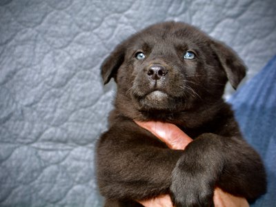 Big Dog Litter - Spartacus - black - 7 weeks old