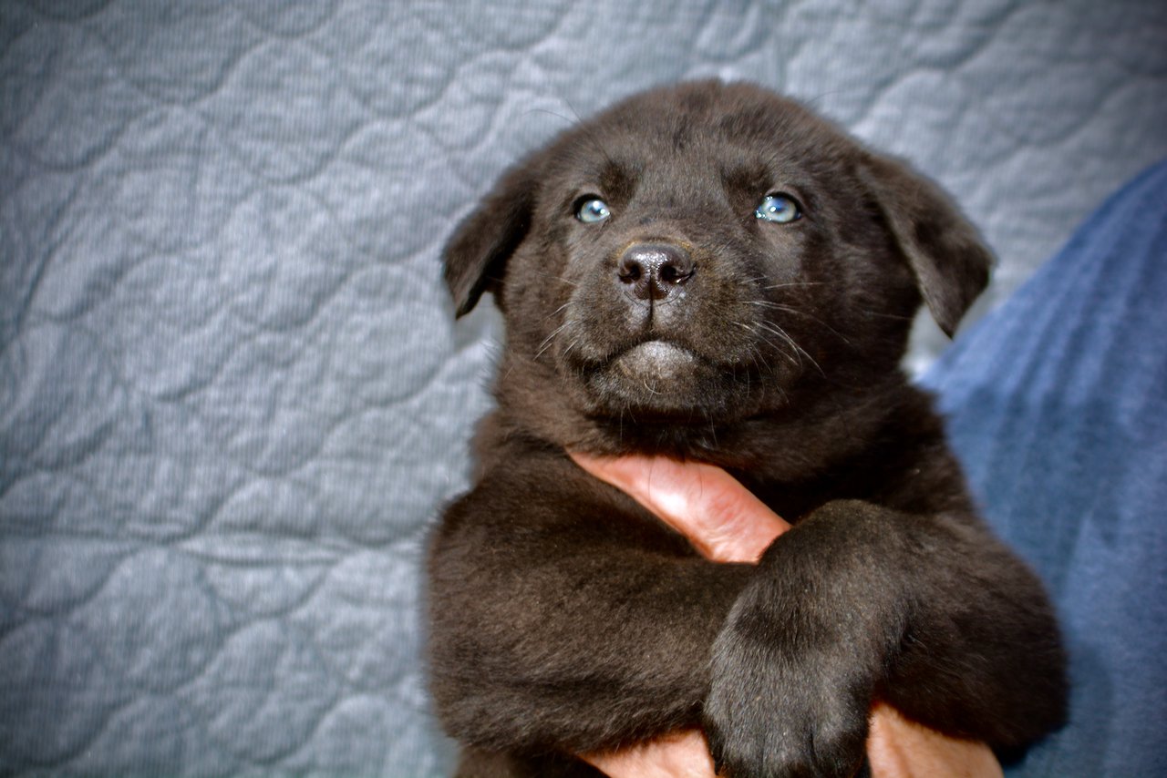 Big Dog Litter - Spartacus - black - 7 weeks old