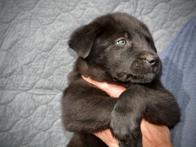 Big Dog Litter - Spartacus - black - 7 weeks old - 2