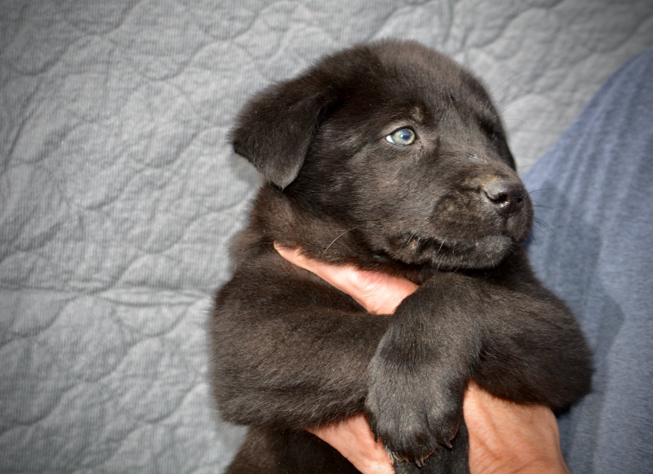 Big Dog Litter - Spartacus - black - 7 weeks old - 2