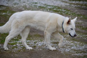 Yeti - teenager - walking