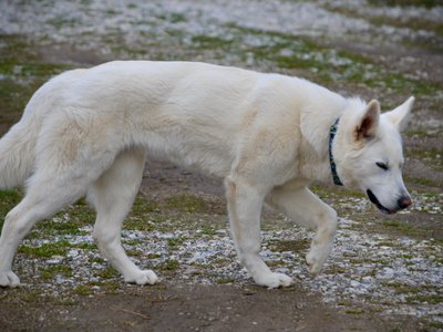 Yeti - teenager - walking