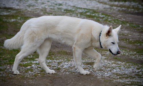 Yeti - teenager - walking