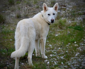 Yeti - teenager - standing - looking back - long tail