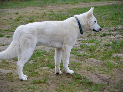 yeti - teenager - standing pretty - looking sideways