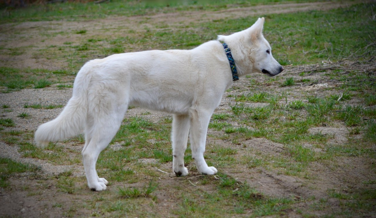 yeti - teenager - standing pretty - looking sideways