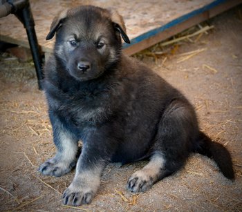 Dublin - 6 weeks old - sitting