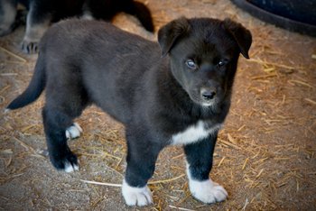 Patrick - 6 weeks old - standing