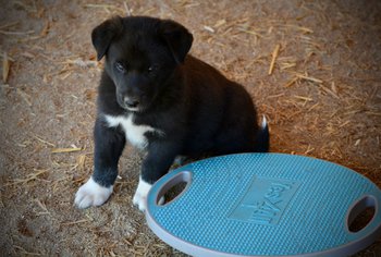 Patrick - 6 weeks old - sitting near wobble board