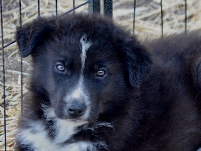 Candy Crush - 7 weeks old - Troll