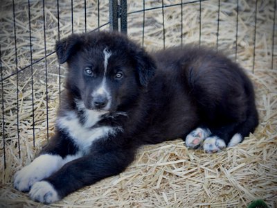 Candy Crush - 7 weeks old - Troll