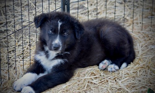 Candy Crush - 7 weeks old - Troll