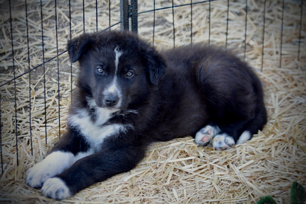 Candy Crush - 7 weeks old - Troll