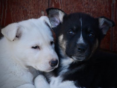Candy Crush - 7 weeks old - Valentine and Toffette