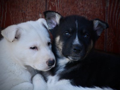 Candy Crush - 7 weeks old - Valentine and Toffette