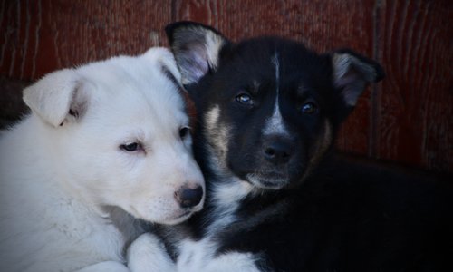 Candy Crush - 7 weeks old - Valentine and Toffette