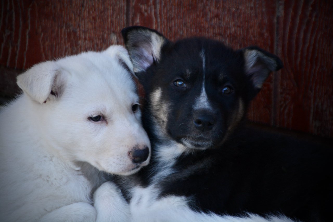 Candy Crush - 7 weeks old - Valentine and Toffette
