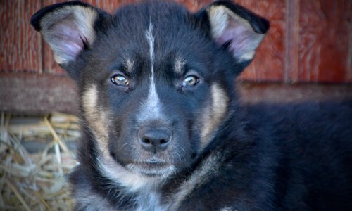 Candy Crush - 8 weeks old - Tiffi1