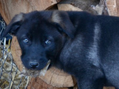 Big Dog Litter - 9 weeks old - Elektra