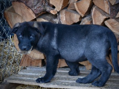 Big Dog Litter - 9 weeks old - Elektra