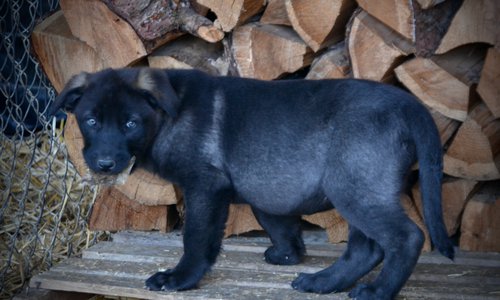 Big Dog Litter - 9 weeks old - Elektra