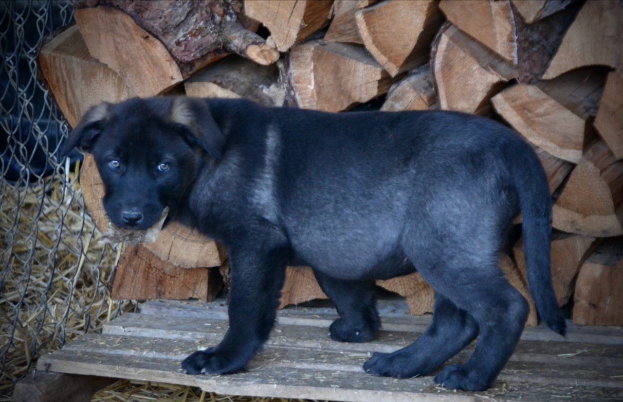 Big Dog Litter - 9 weeks old - Elektra