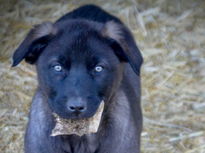 Big Dog Litter - 9 weeks old - Elektra1