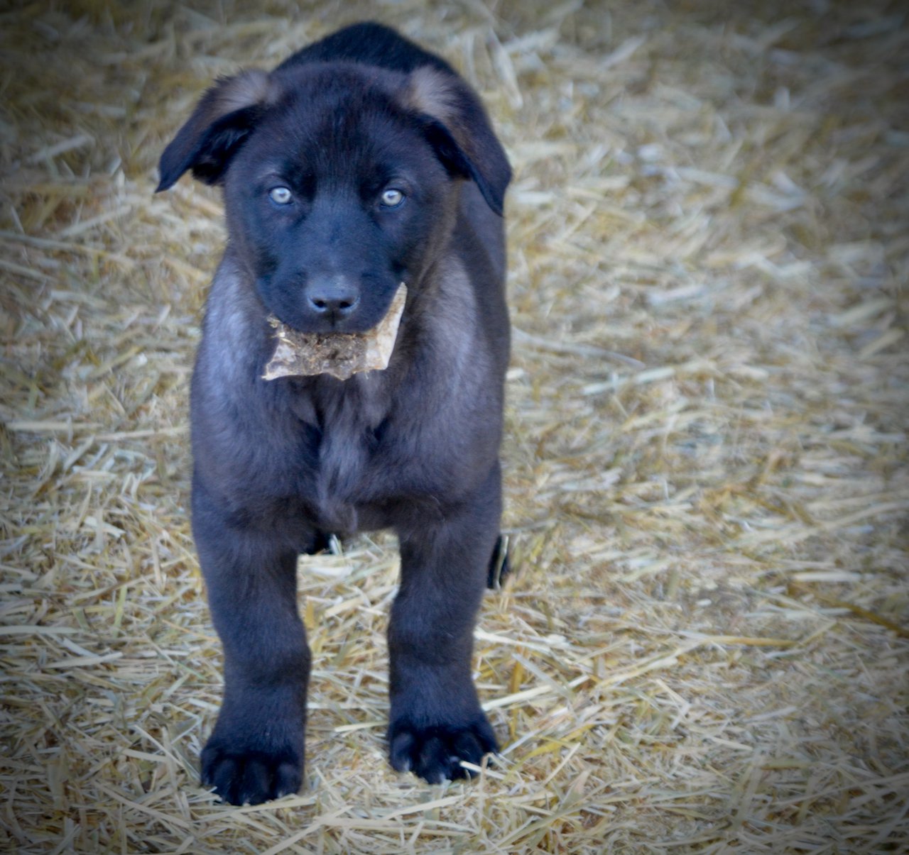 Big Dog Litter - 9 weeks old - Elektra1