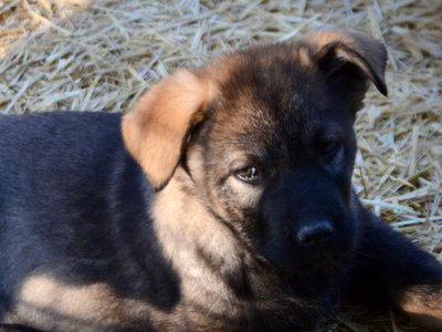 Big Dog Litter - 9 weeks old - Cyclone