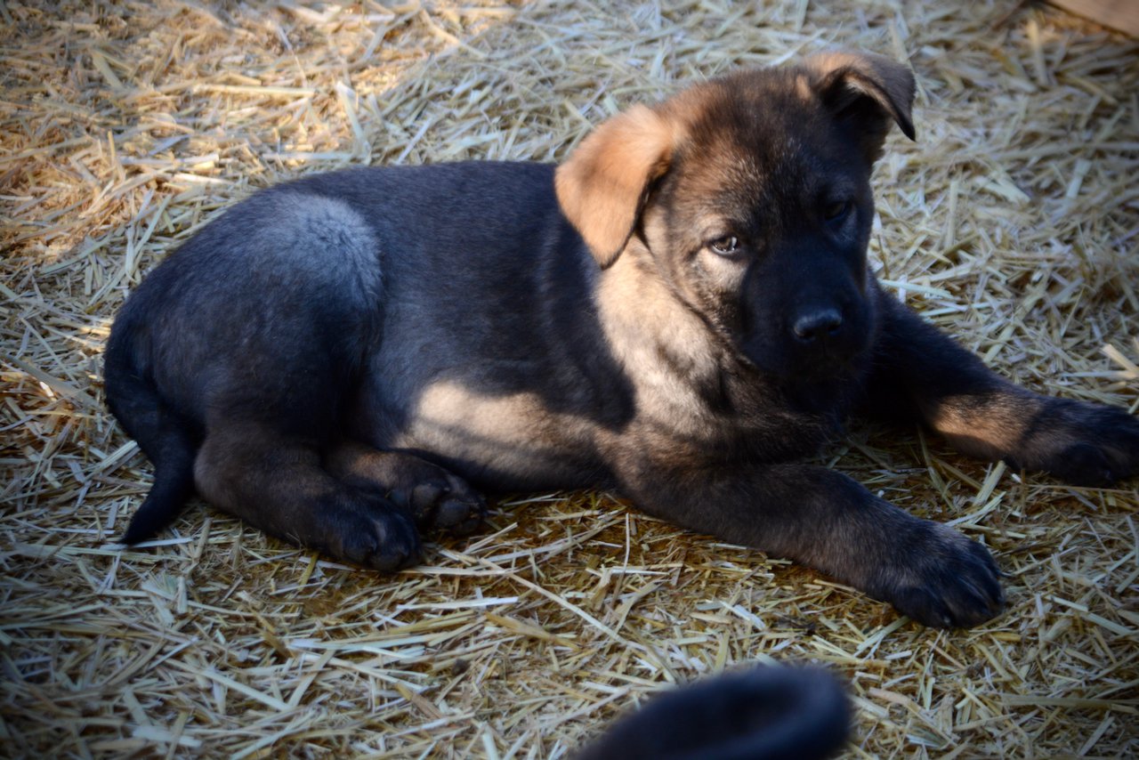 Big Dog Litter - 9 weeks old - Cyclone