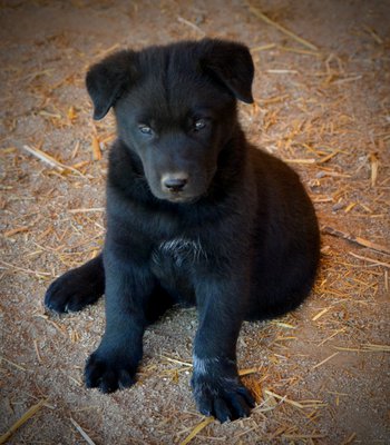 Clover - 6 weeks old - sitting on ground