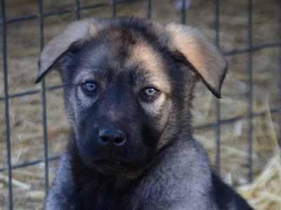 Big Dog Litter - 9 weeks old - Zantanna