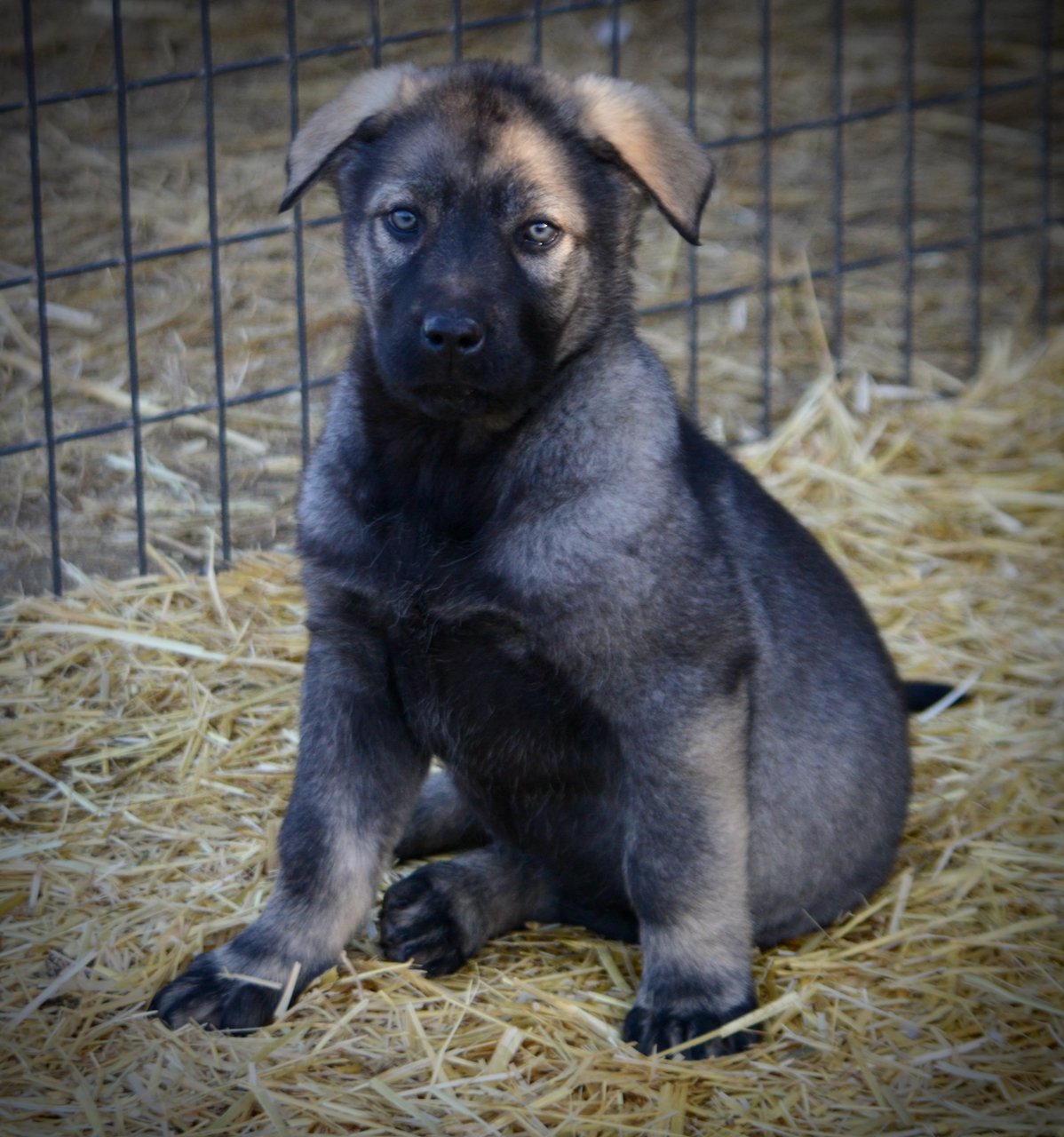 Big Dog Litter - 9 weeks old - Zantanna
