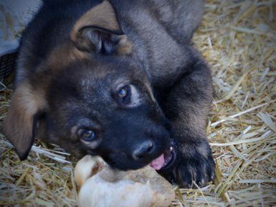 Big Dog Litter - 9 weeks old - Cyclone