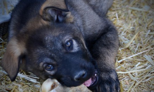 Big Dog Litter - 9 weeks old - Cyclone