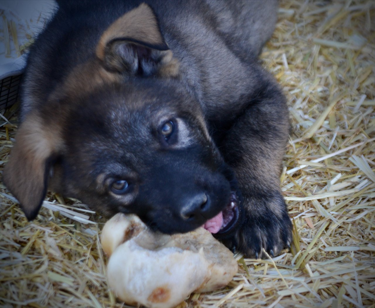 Big Dog Litter - 9 weeks old - Cyclone