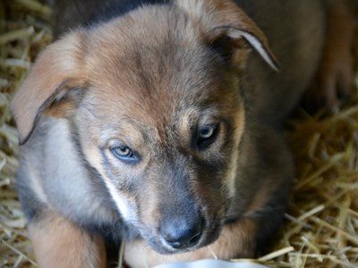 Big Dog Litter - 9 weeks old - Marmaduke