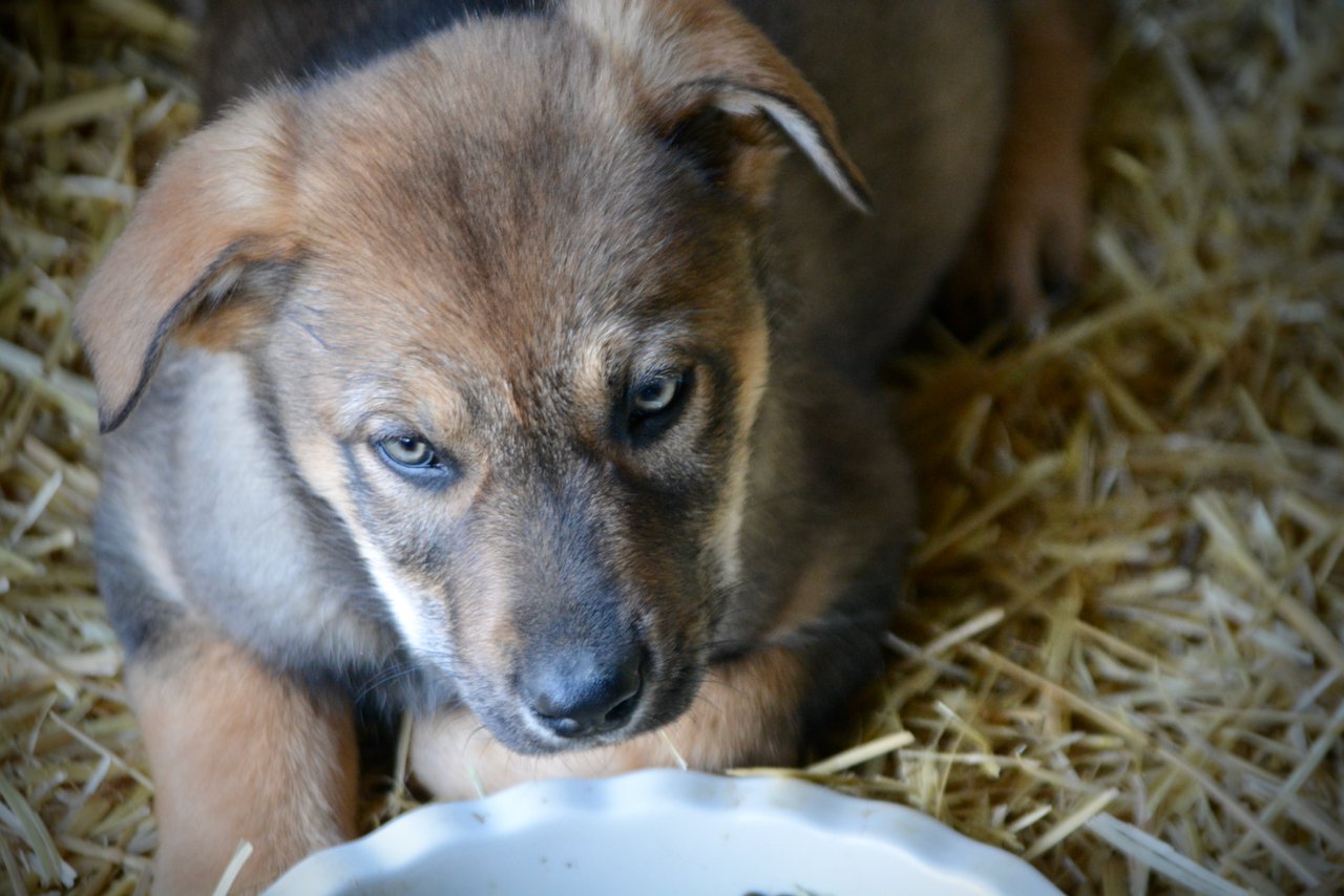 Big Dog Litter - 9 weeks old - Marmaduke