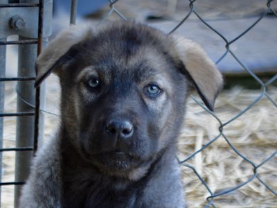 Big Dog Litter - 9 weeks old - Zantanna5