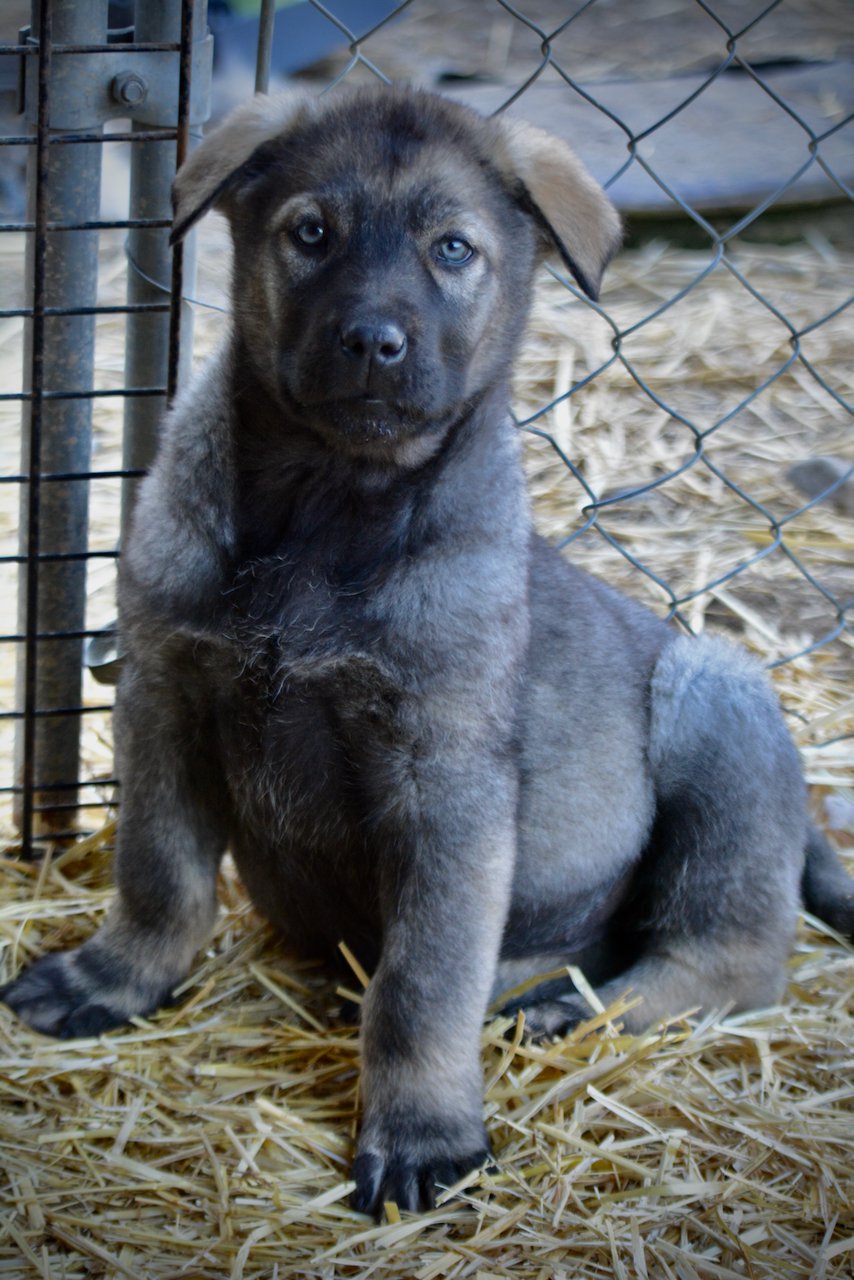 Big Dog Litter - 9 weeks old - Zantanna5