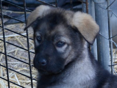 Big Dog Litter - 9 weeks old - Zantanna3