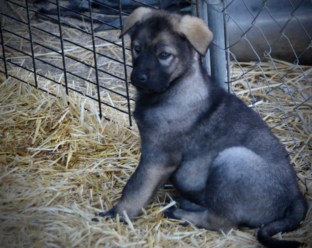 Big Dog Litter - 9 weeks old - Zantanna3