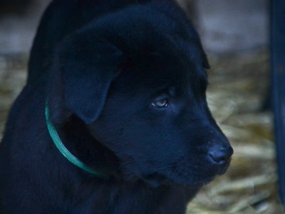 Big Dog Litter - 9 weeks old - Attila1