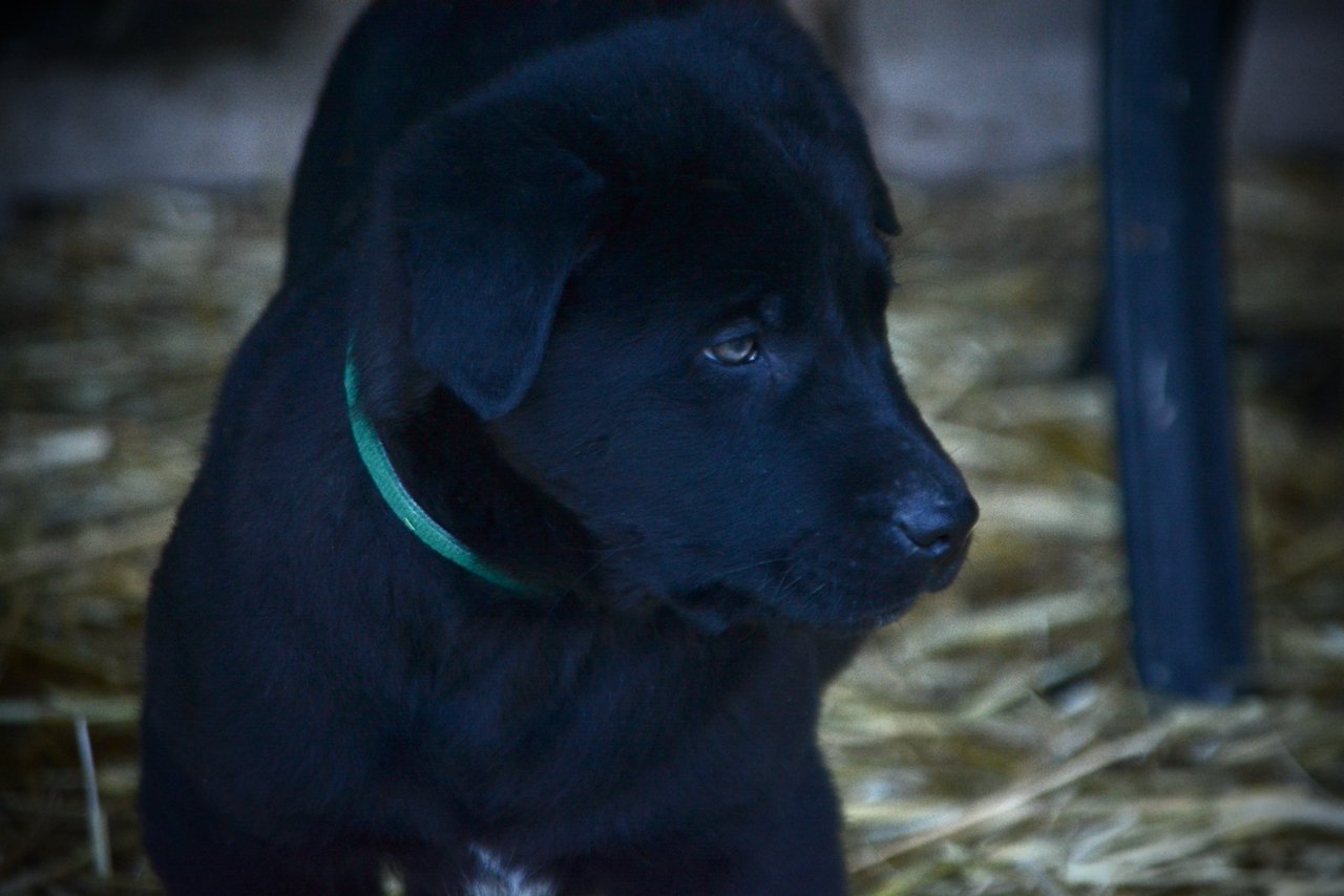 Big Dog Litter - 9 weeks old - Attila1