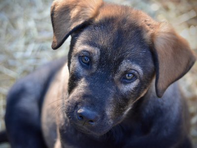 Big Dog Litter - 9 weeks old - Brutus