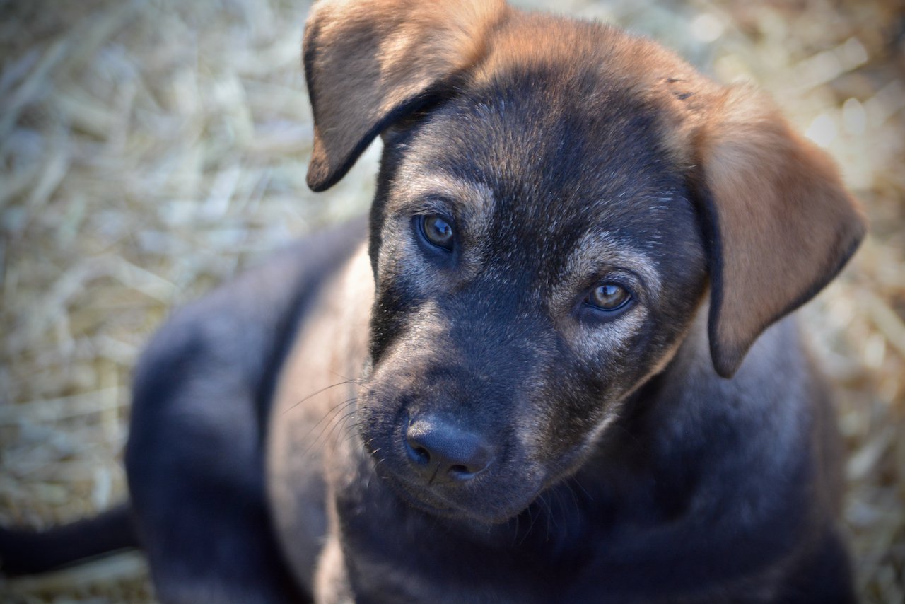 Big Dog Litter - 9 weeks old - Brutus